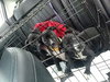 Dl Litter Paxton - ADOPTED 07.01.14