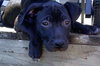 Dl Litter Paxton - ADOPTED 07.01.14