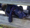 Dl Litter Paxton - ADOPTED 07.01.14