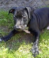 Dl Litter Paxton - ADOPTED 07.01.14
