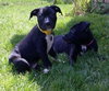 Dl Litter Paxton - ADOPTED 07.01.14