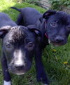 Dl Litter Paxton - ADOPTED 07.01.14