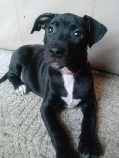Dl Litter Paxton - ADOPTED 07.01.14