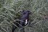 Dl Litter Paxton - ADOPTED 07.01.14