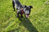 Dl Litter Paxton - ADOPTED 07.01.14