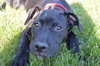Dl Litter Paxton - ADOPTED 07.01.14