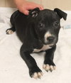 Dl Litter Pia - ADOPTED 06.05.14