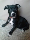 Dl Litter Pia - ADOPTED 06.05.14