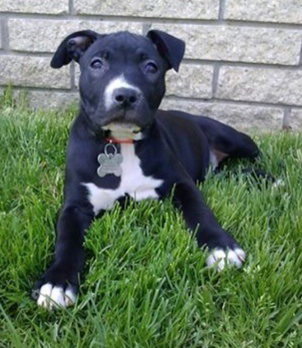 Dl Litter Pia - ADOPTED 06.05.14