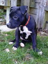 Dl Litter Pia - ADOPTED 06.05.14