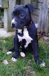 Dl Litter Pia - ADOPTED 06.05.14