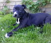 Dl Litter Pia - ADOPTED 06.05.14