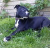 Dl Litter Pia - ADOPTED 06.05.14