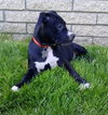 Dl Litter Pia - ADOPTED 06.05.14