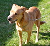 Doe (Dakota) - ADOPTED 04.27.16