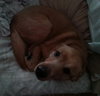Doe (Dakota) - ADOPTED 04.27.16