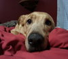 Doe (Dakota) - ADOPTED 04.27.16