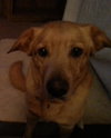 Doe (Dakota) - ADOPTED 04.27.16