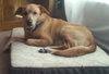 Doe (Dakota) - ADOPTED 04.27.16