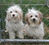 El Litter Aspen - ADOPTED 07.23.14