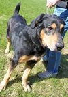 Blue-ADOPTED 07.08.14