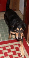 Blue-ADOPTED 07.08.14
