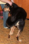 Blue-ADOPTED 07.08.14
