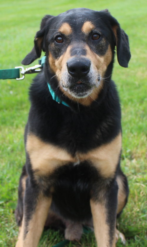 Blue-ADOPTED 07.08.14