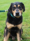 Blue-ADOPTED 07.08.14