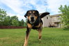 Blue-ADOPTED 07.08.14