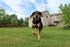 Blue-ADOPTED 07.08.14