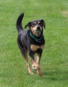 Blue-ADOPTED 07.08.14