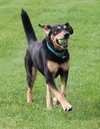 Blue-ADOPTED 07.08.14