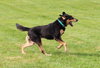 Blue-ADOPTED 07.08.14