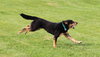 Blue-ADOPTED 07.08.14