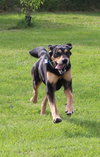Blue-ADOPTED 07.08.14
