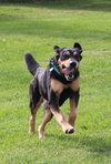 Blue-ADOPTED 07.08.14