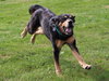 Blue-ADOPTED 07.08.14