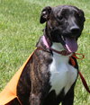 Fl-Misty - ADOPTED 07.25.14
