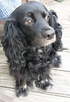Molly Mae - ADOPTED 05.29.14