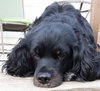 Molly Mae - ADOPTED 05.29.14