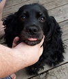 Molly Mae - ADOPTED 05.29.14