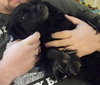 Molly Mae - ADOPTED 05.29.14