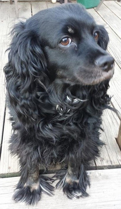 Molly Mae - ADOPTED 05.29.14