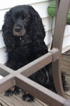 Molly Mae - ADOPTED 05.29.14