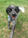 Bo-ADOPTED 06.24.14