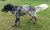 Bo-ADOPTED 06.24.14