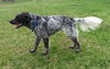 Bo-ADOPTED 06.24.14