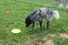 Bo-ADOPTED 06.24.14