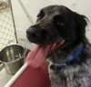 Bo-ADOPTED 06.24.14